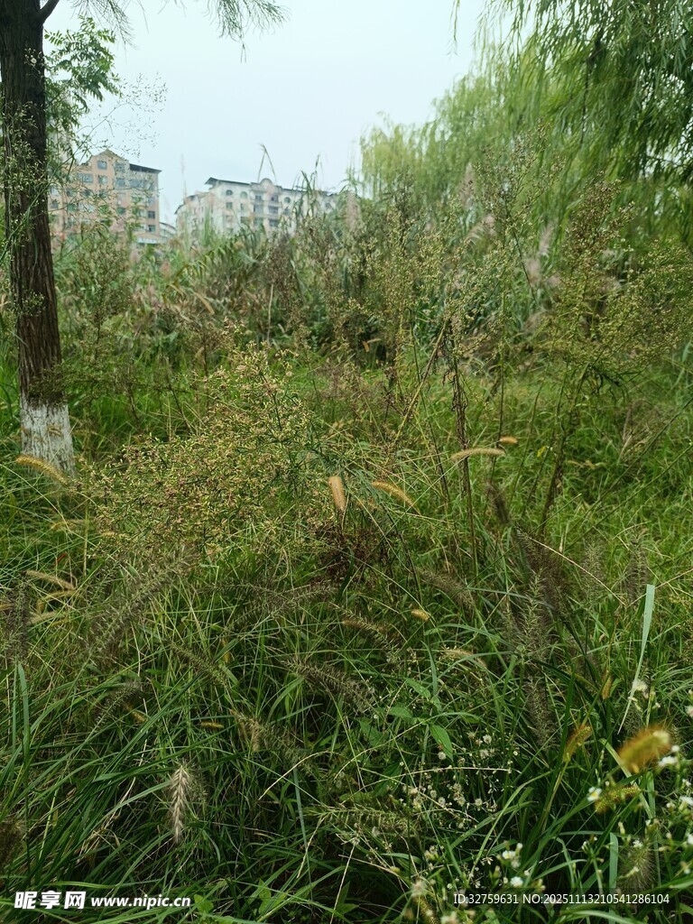 野外繁茂的杂草植被