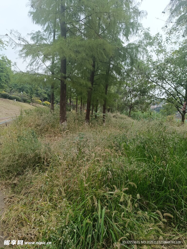 野外树林草地自然风景