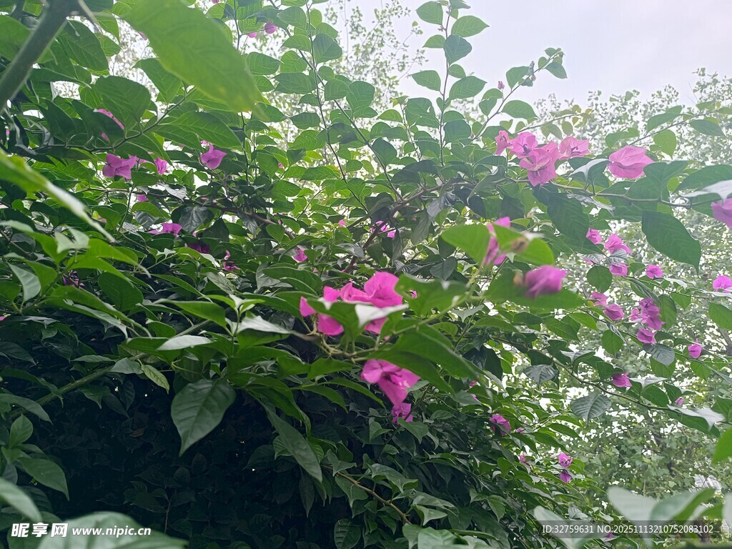 绽放的粉色三角梅