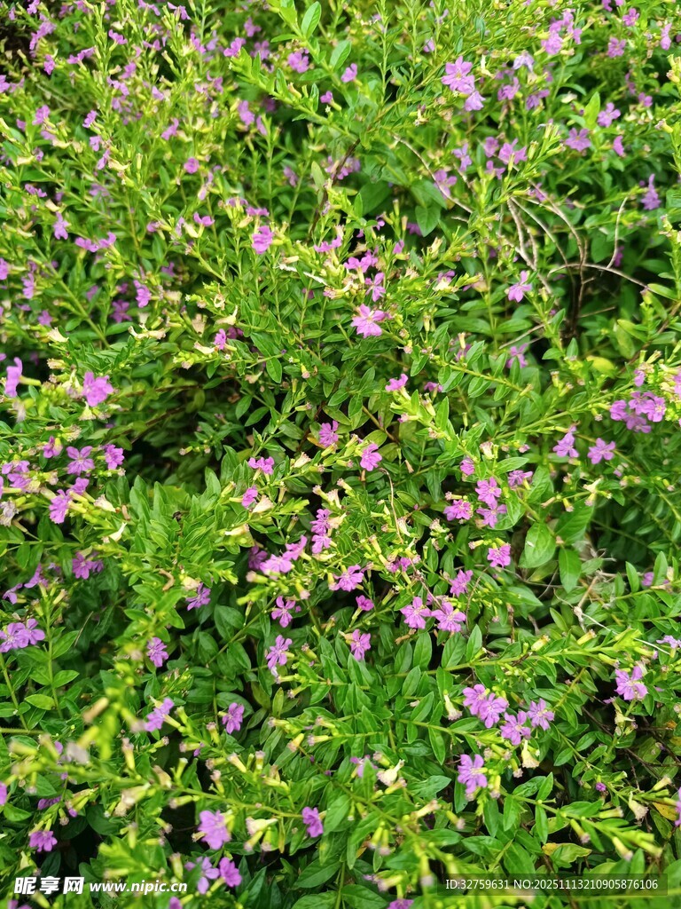 繁茂绿植间的紫色小花