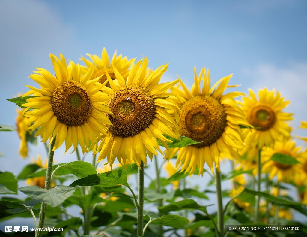 向日葵花海 灿烂向阳而生