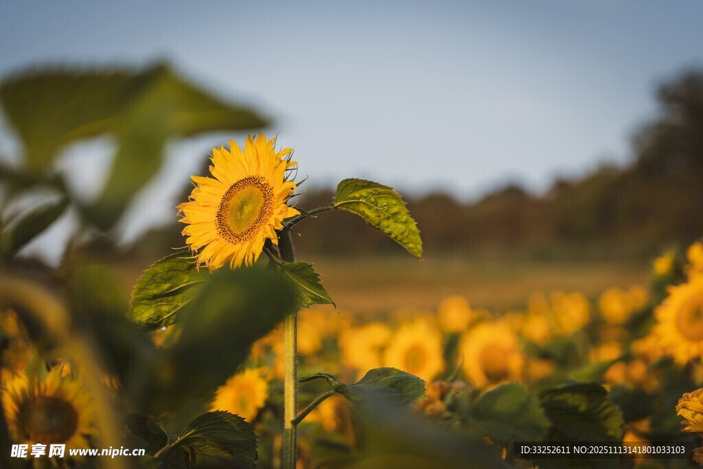 阳光下的灿烂向日葵田