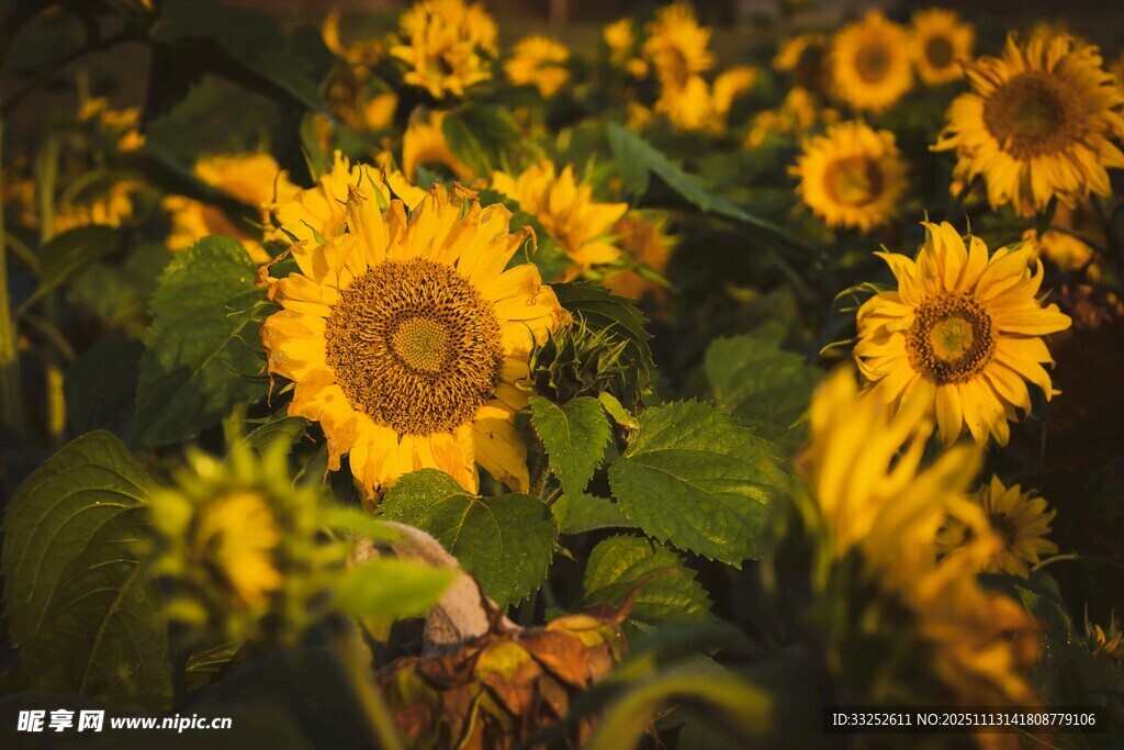 向日葵花海 阳光灿烂绽放