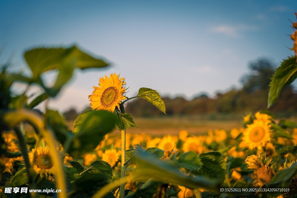 金黄向日葵绽放于田野