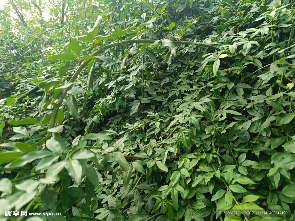 繁茂绿植景观