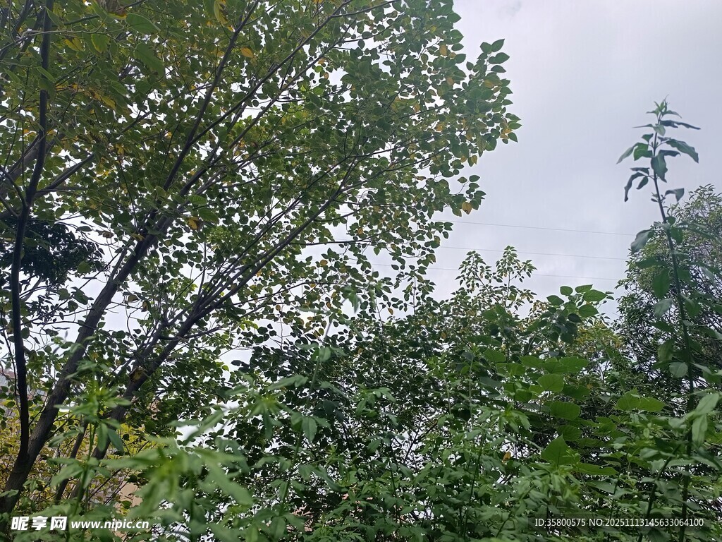 繁茂树林中的绿意景致