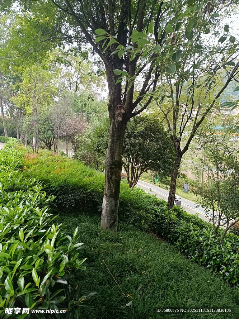 绿意盎然的园林景观