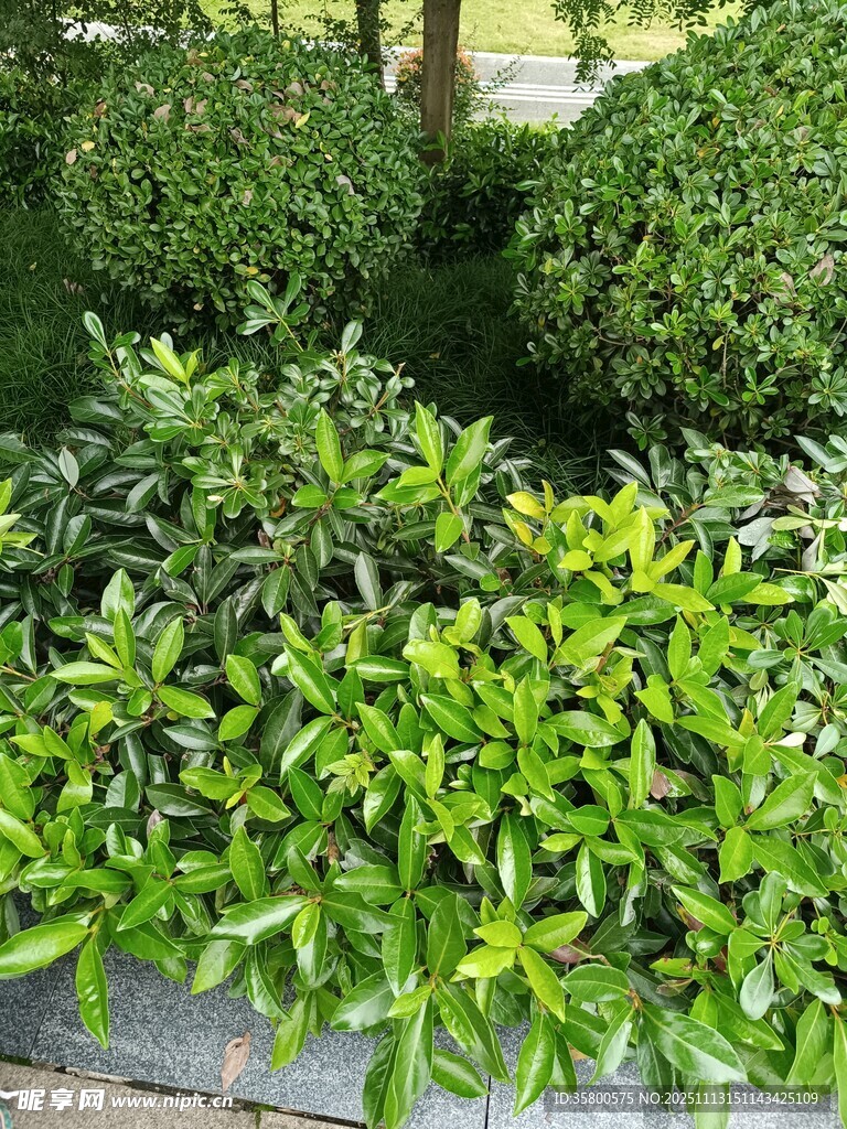 绿意盎然的植物景观