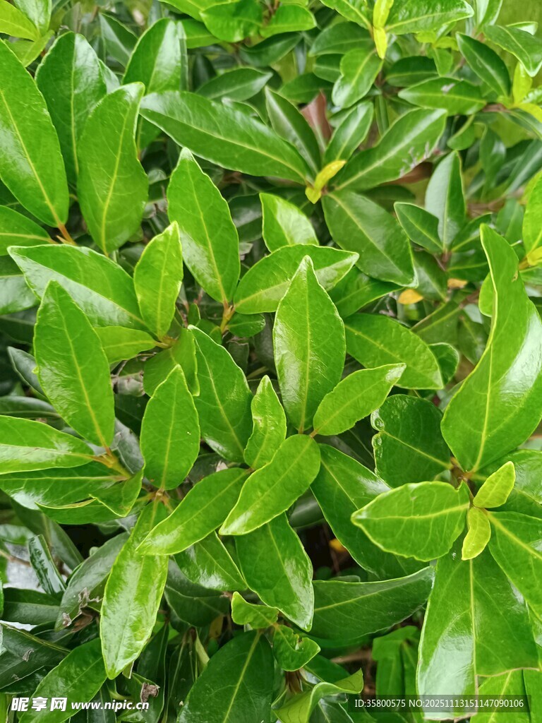 翠绿繁茂的叶片特写