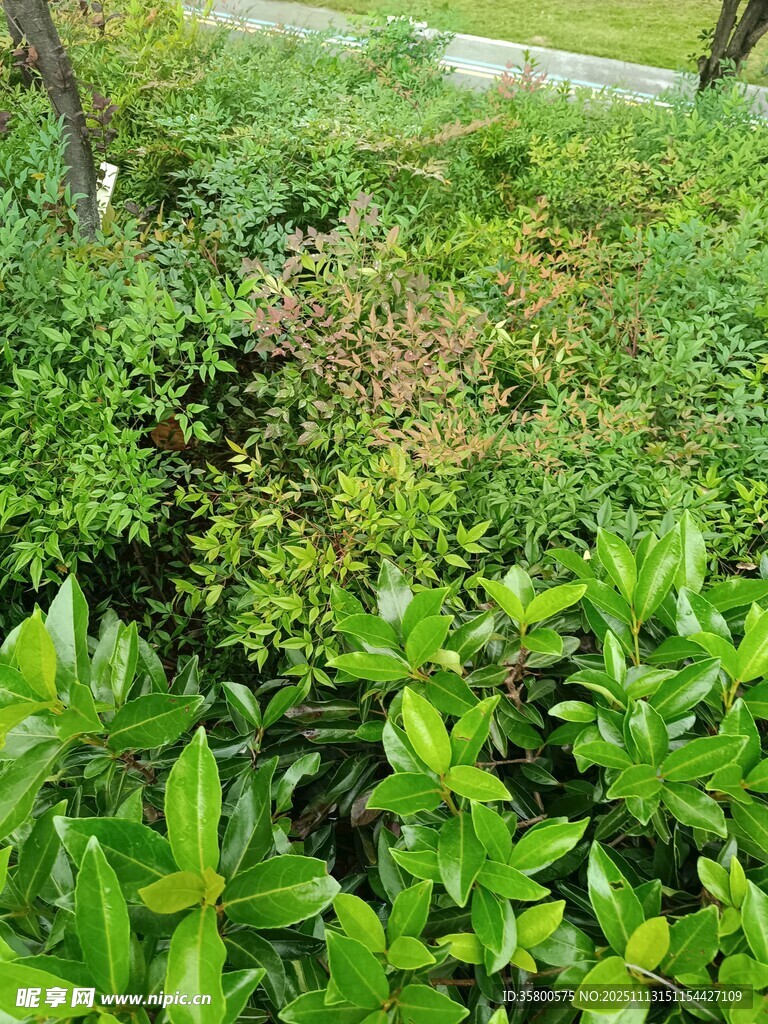 绿意盎然的户外植物景观