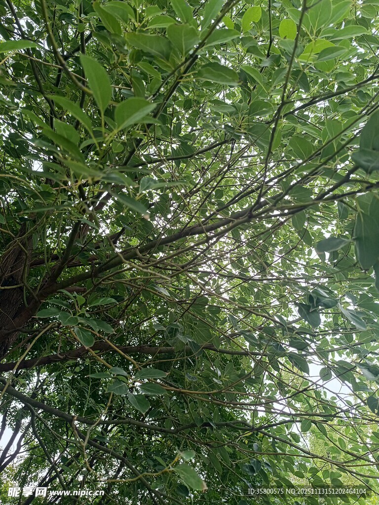 茂密竹林绿意盎然