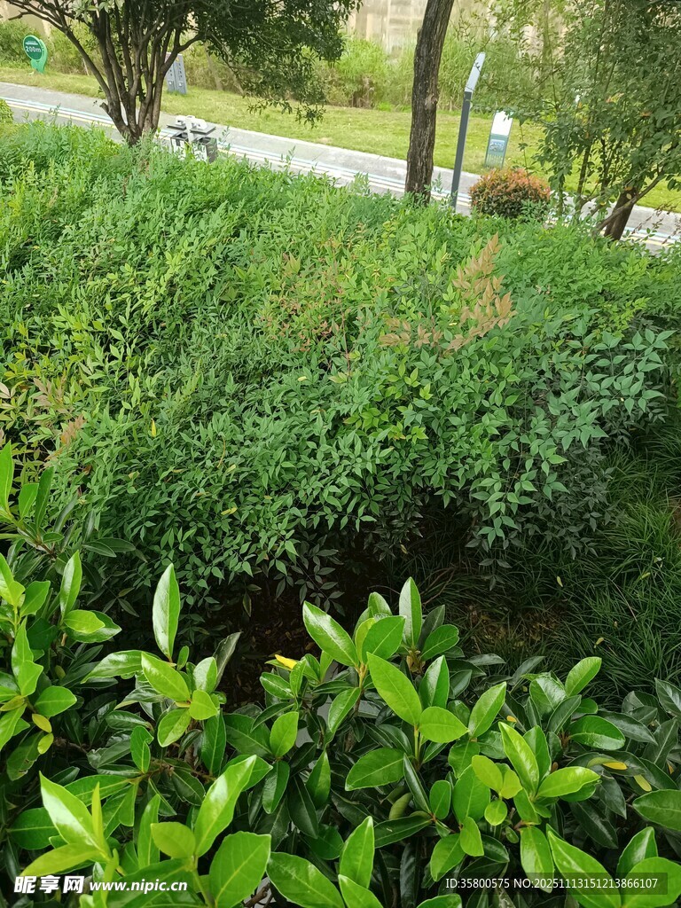 绿意盎然的户外植物景观