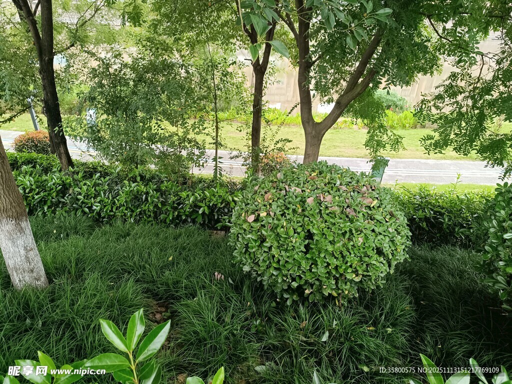 绿意盎然的园林景观