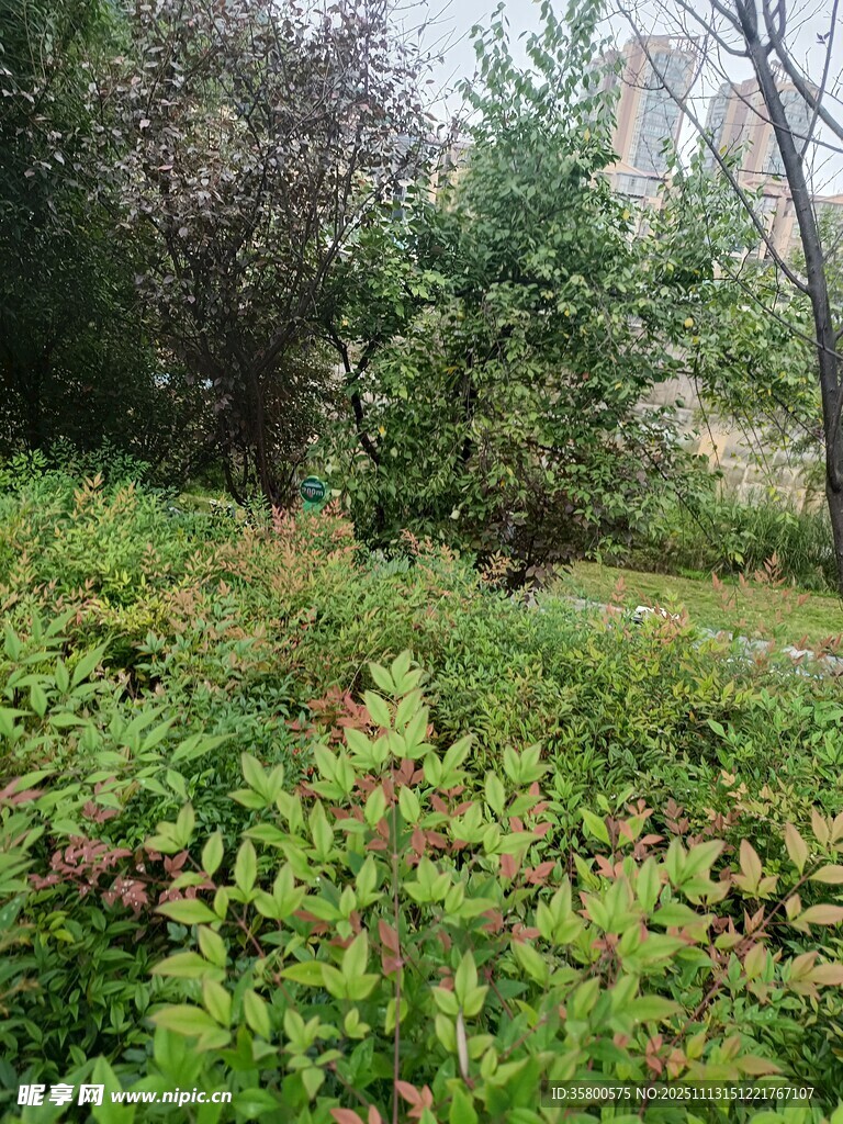 绿意盎然的户外植被景观