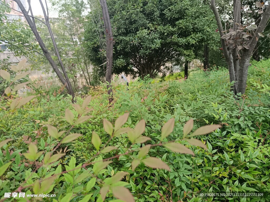 户外繁茂绿植景观