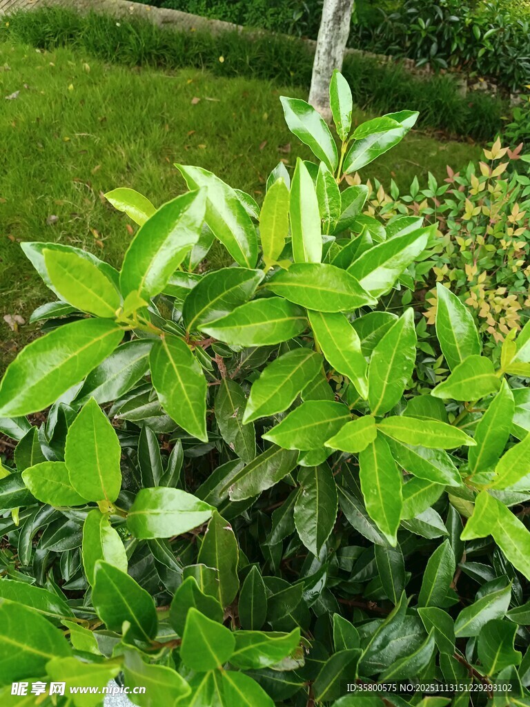 翠绿繁茂的绿植特写