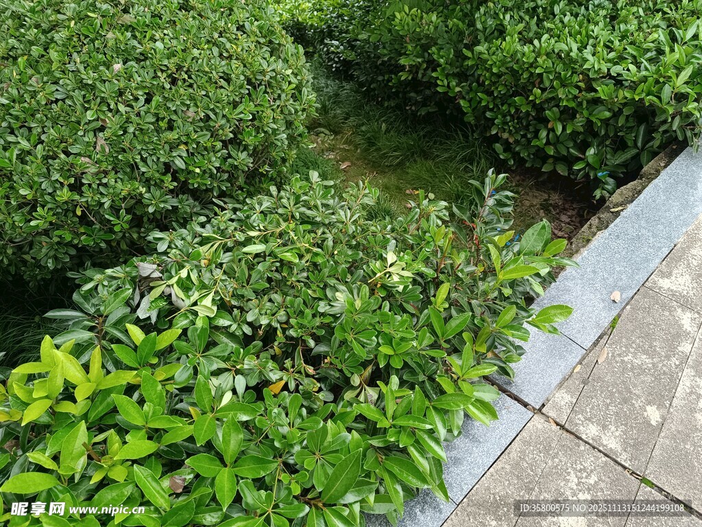 路边绿意盎然的繁茂植物