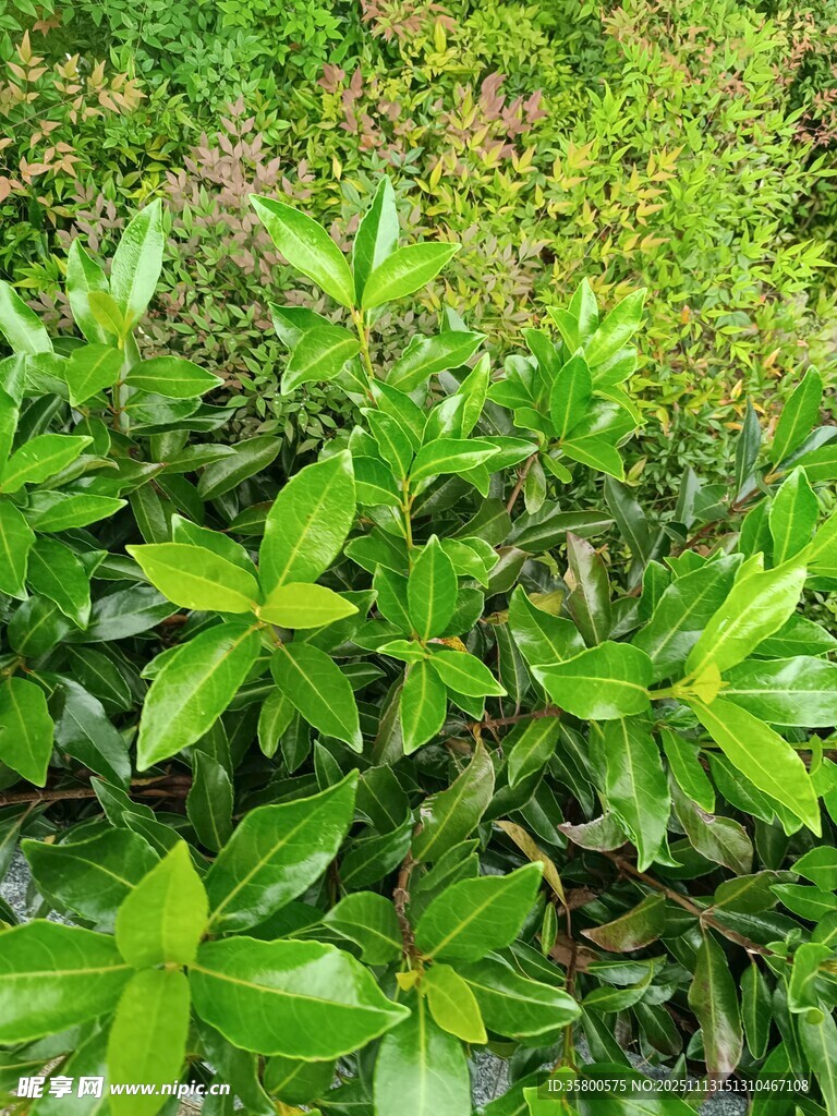 翠绿繁茂的多彩植物景观