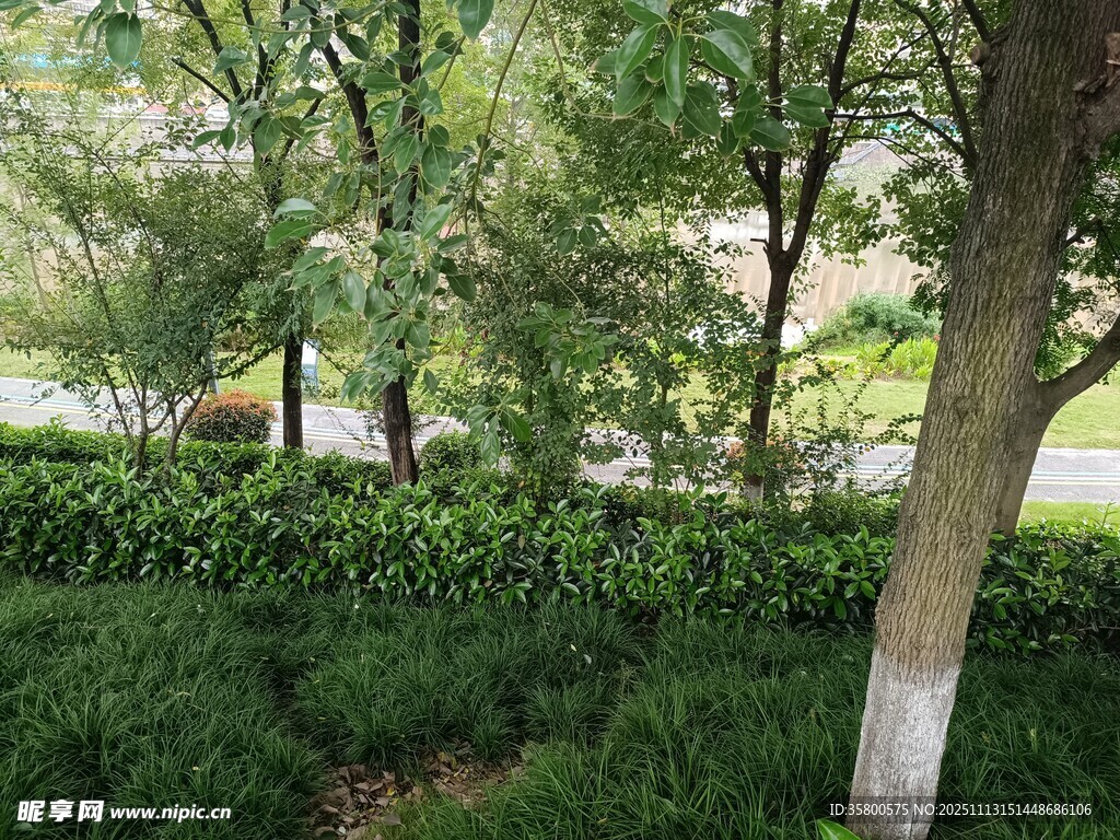 绿树成荫的街边景致