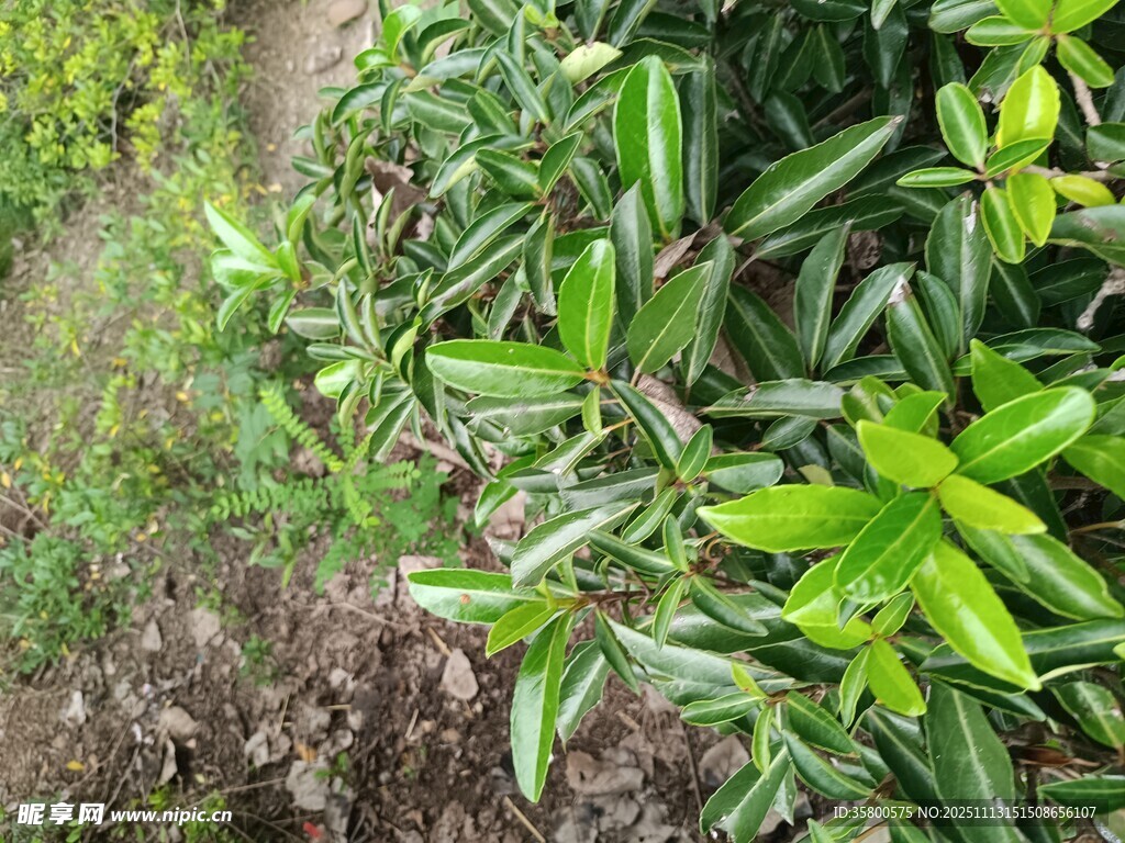 绿叶繁茂的植物景观