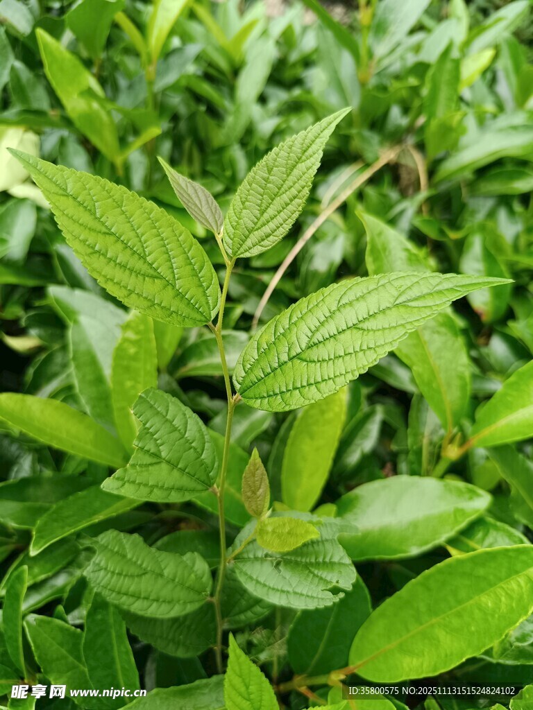 翠绿鲜嫩的植物叶片
