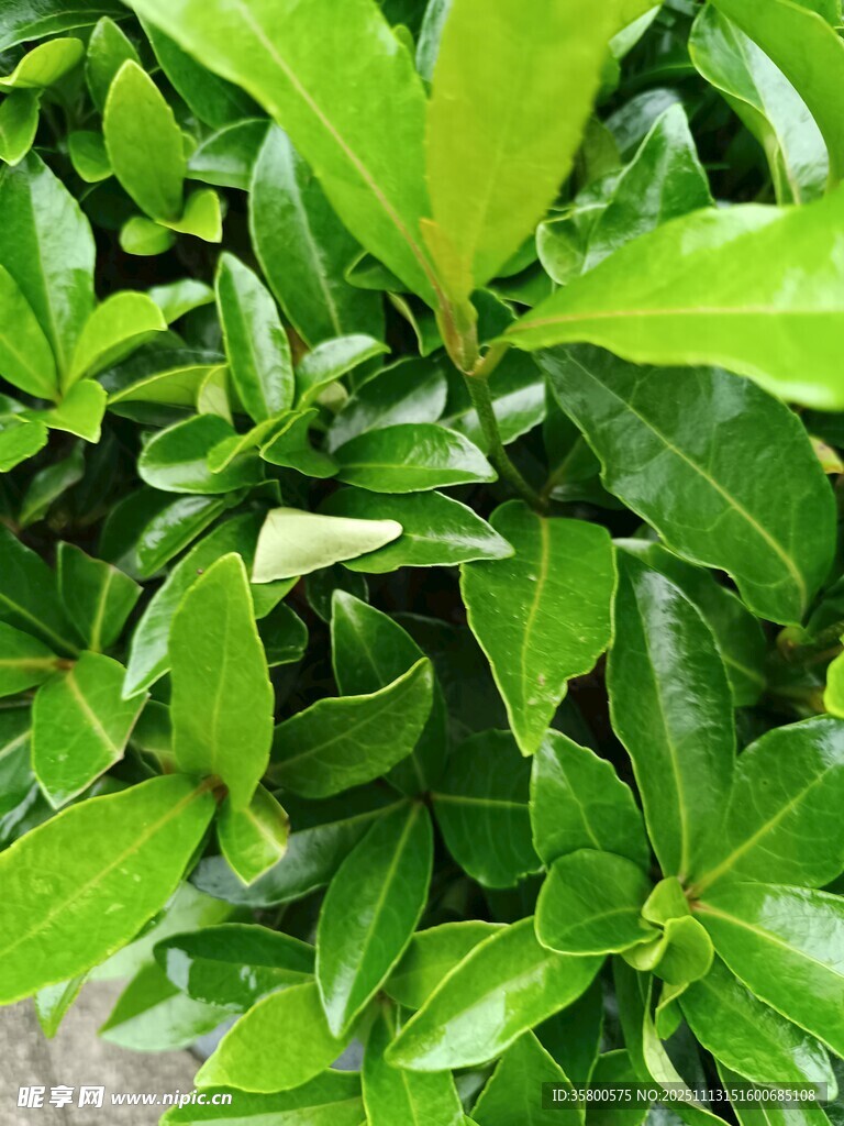 翠绿叶片的生机植物