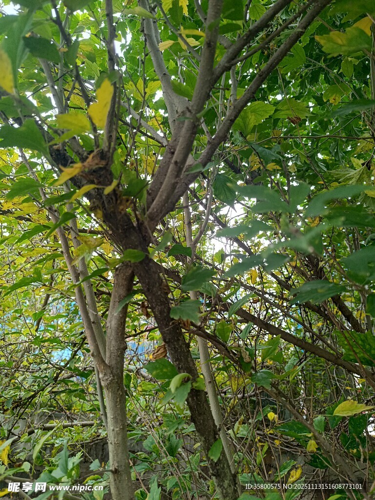 繁茂树林中的交错枝干