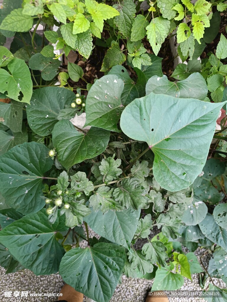 绿叶繁茂的植物景观
