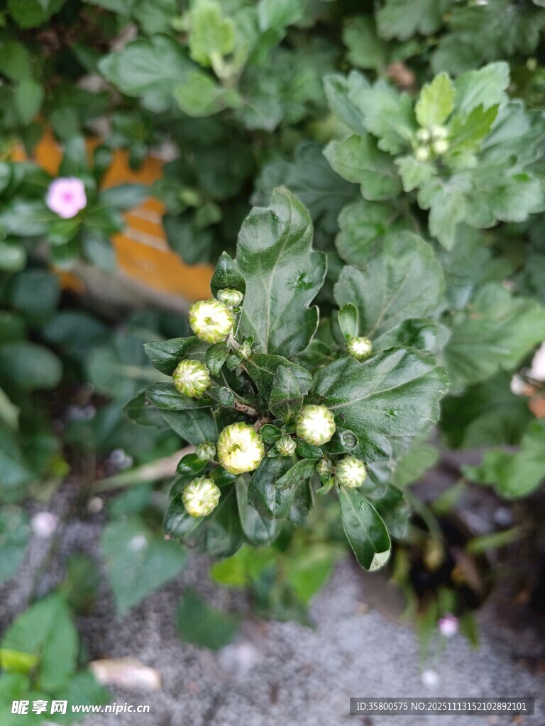 绿叶丛中的黄色小花