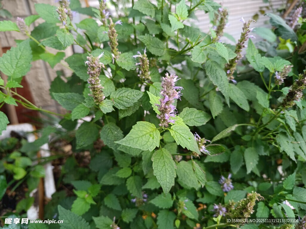 绿叶繁茂的清新植物