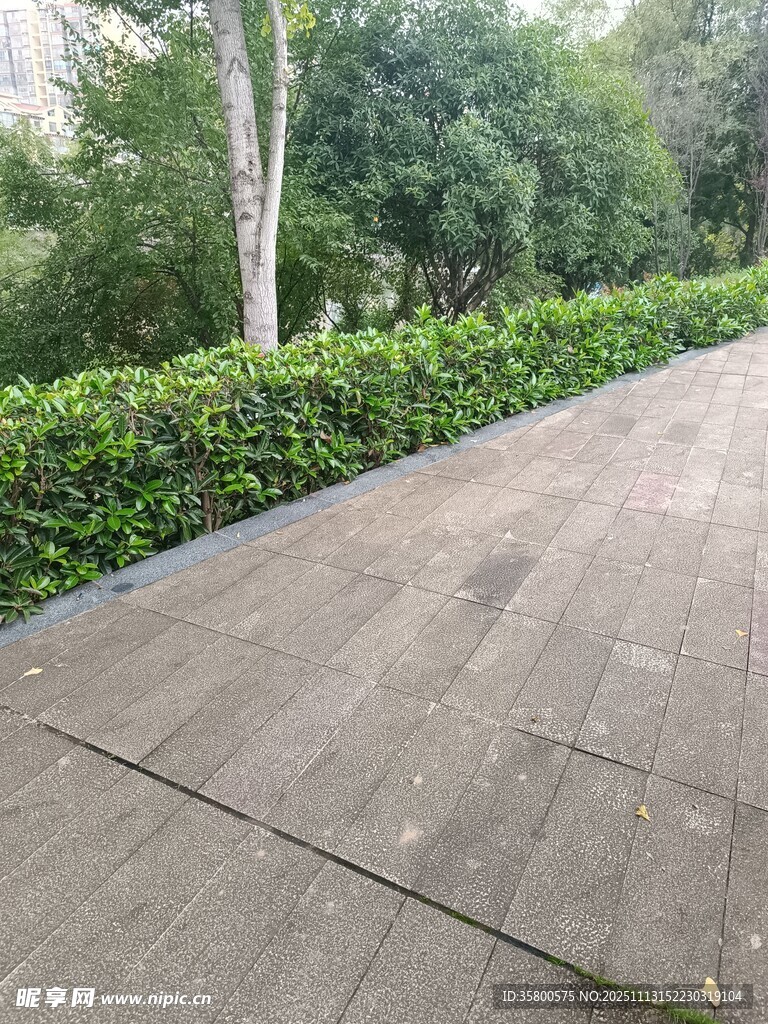 户外整洁的石板路与绿植