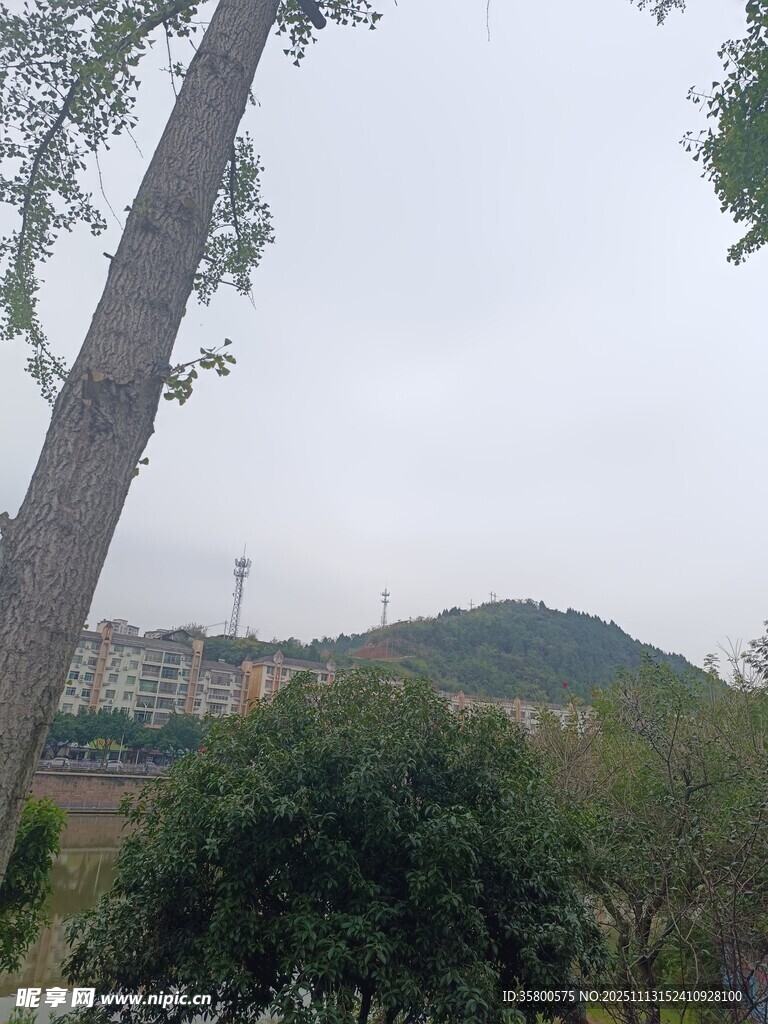 户外自然风景中的树木山丘