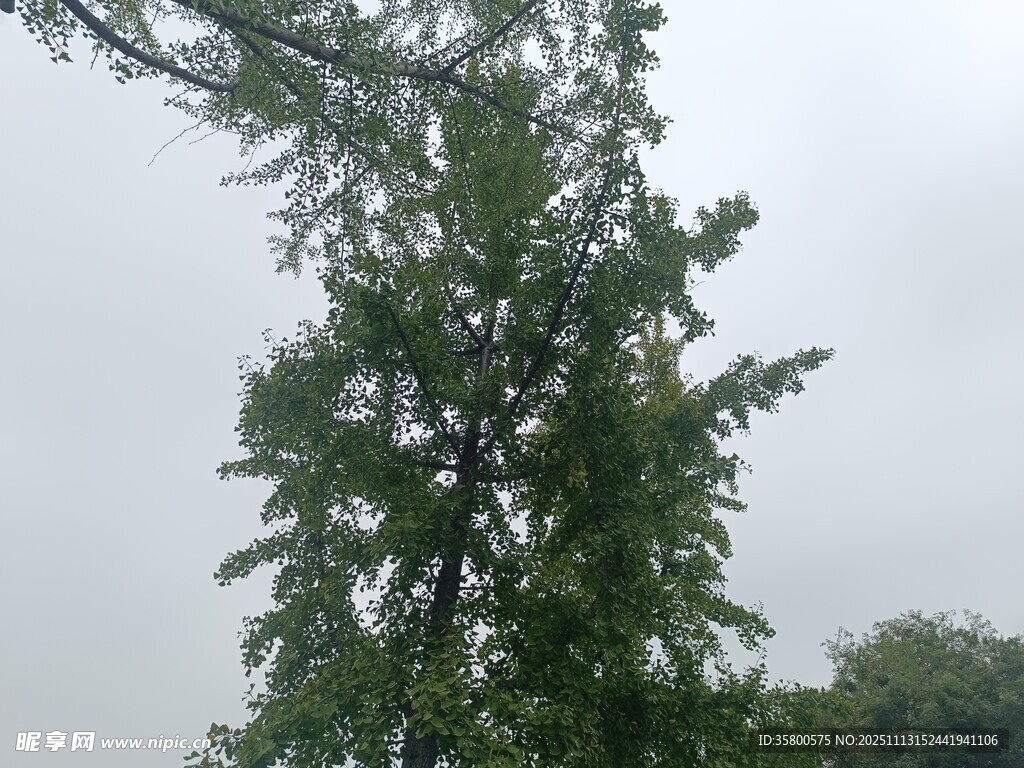 高大葱郁的树木