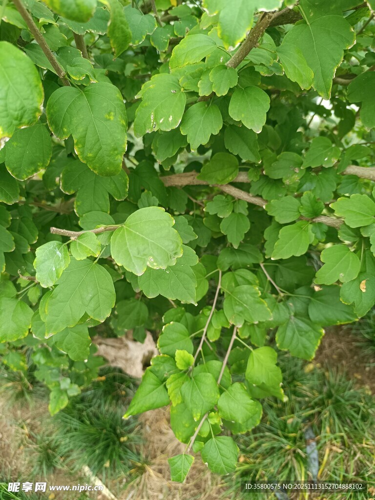 翠绿繁茂的植物枝叶
