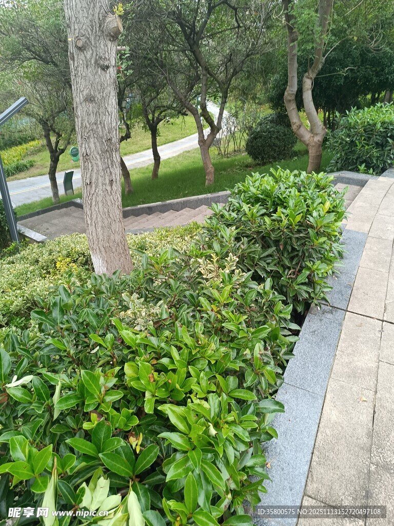 城市中的绿植景观小道