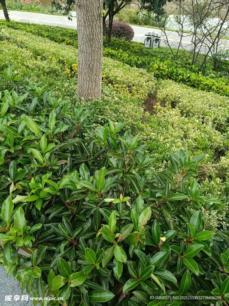 绿意盎然的园林植物景观