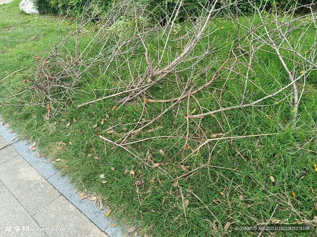 路边杂乱草丛中的枯枝干