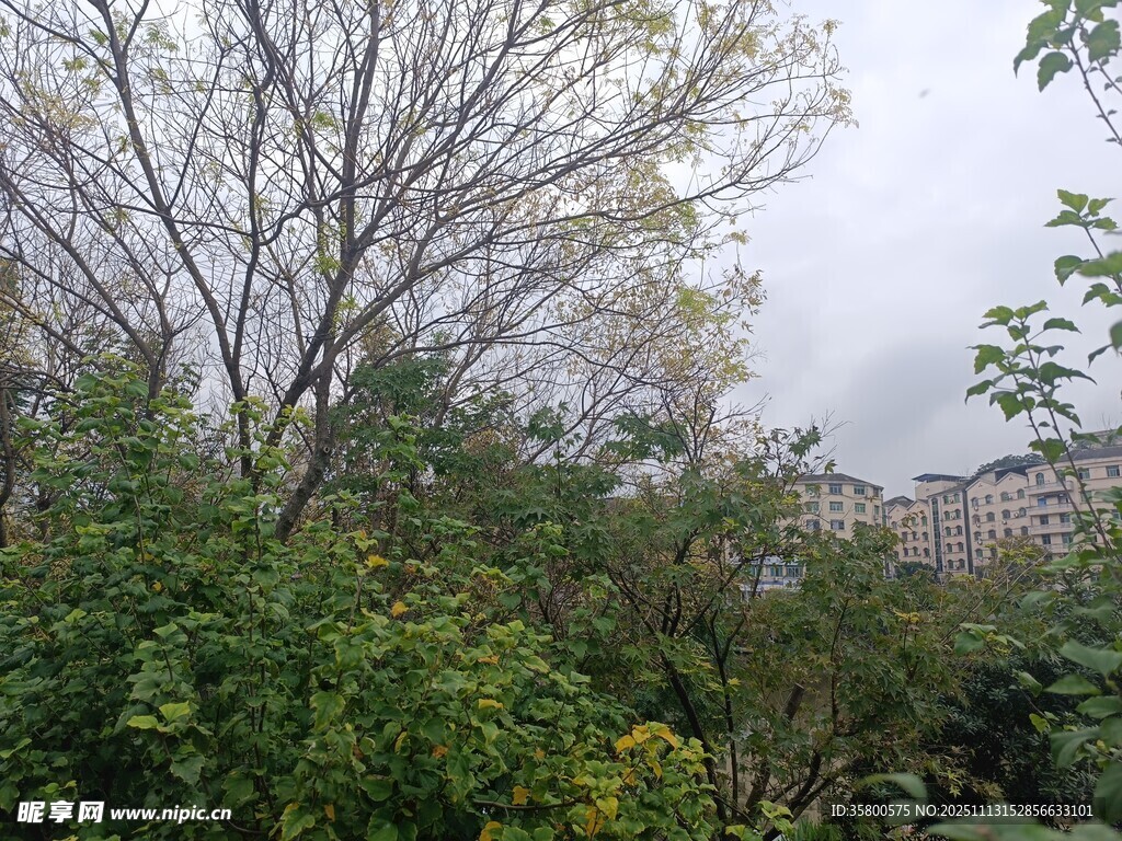 户外繁茂绿植与光秃树木