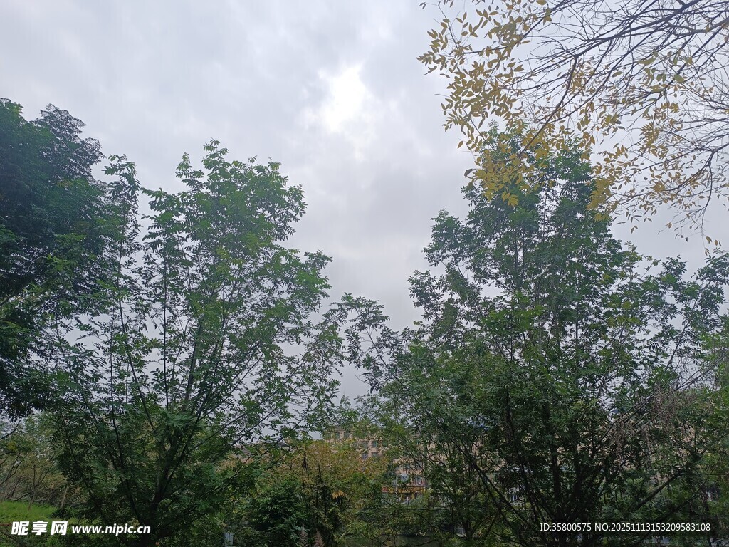 户外葱郁树木景观