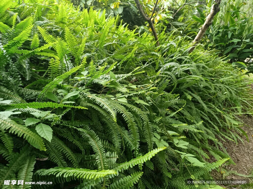 繁茂的蕨类植物景观