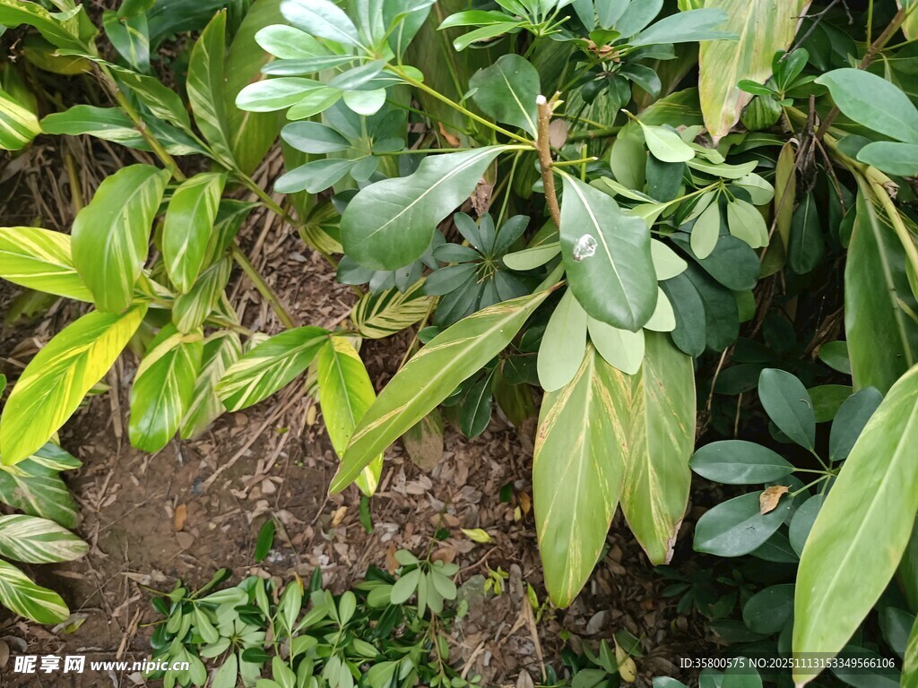 绿叶繁茂的植物景观