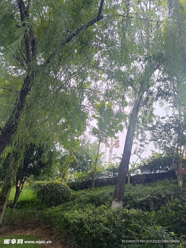 林间绿荫下的静谧景致