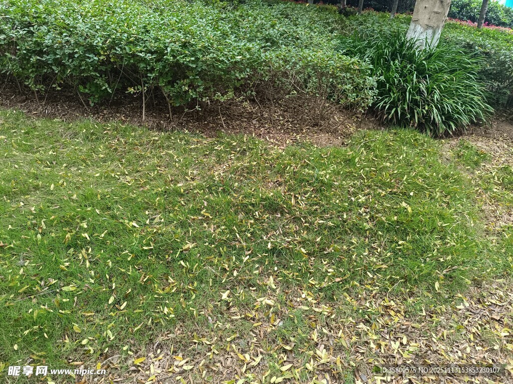 户外草地绿植景观