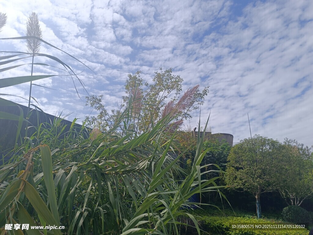 户外绿植与蓝天白云景致