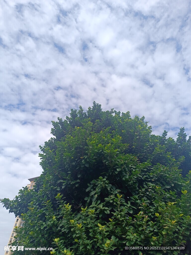 绿树之上的蓝天白云