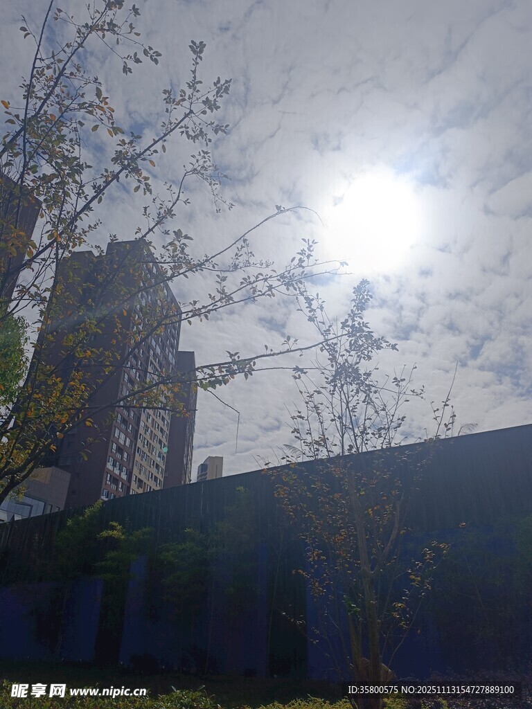 阳光穿透树木照耀建筑