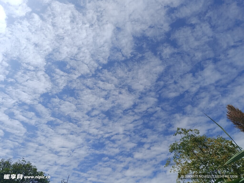 蓝天白云下的树梢美景