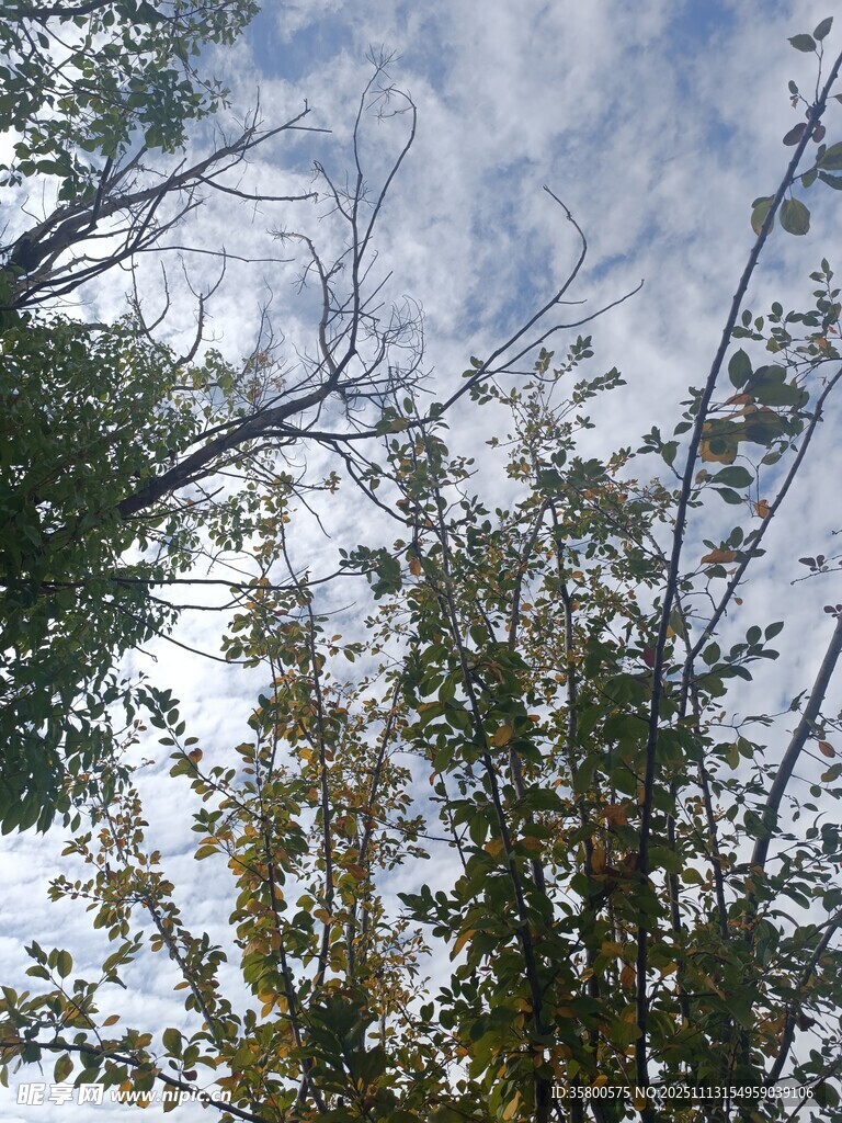 仰视树木与天空景致