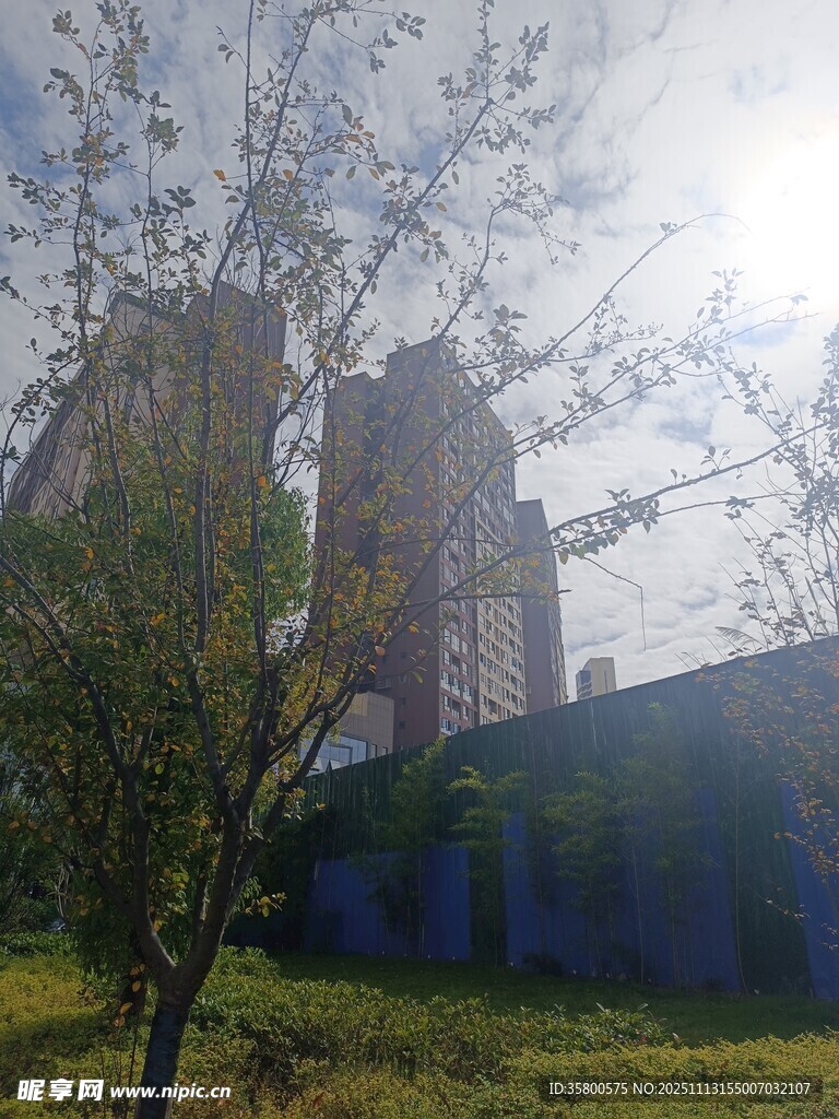 废弃建筑旁的绿植景观