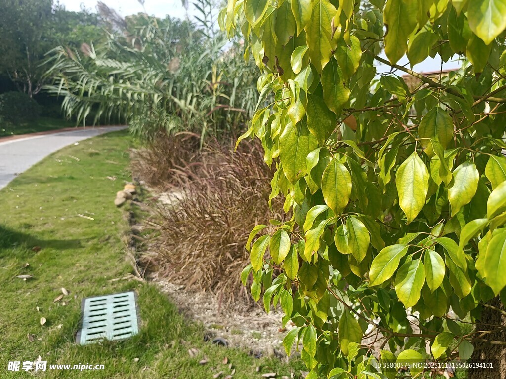 绿叶繁茂的户外景致